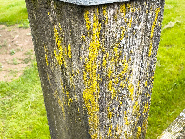 Weathered wooden post with yellow lichen in green grass, lifestyle