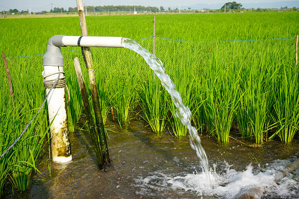 istock Irrigation of rice fields using pump wells with the technique of pumping water from the ground to flow into the rice fields. The pumping station where water is pumped from a irrigation canal system. 2214822485
