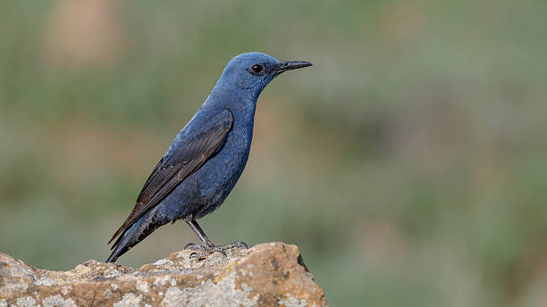 istock Blue Rock Thrush male bird perdhing on the rock 2214822828