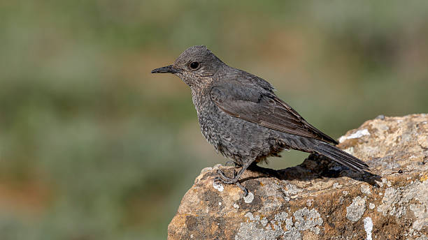 istock Blue Rock Thrush female bird perdhing on the rock 2214822841