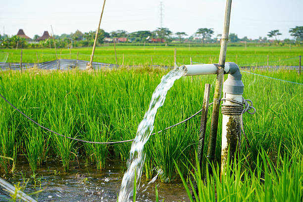 istock Irrigation of rice fields using pump wells with the technique of pumping water from the ground to flow into the rice fields. The pumping station where water is pumped from a irrigation canal system. 2214825601