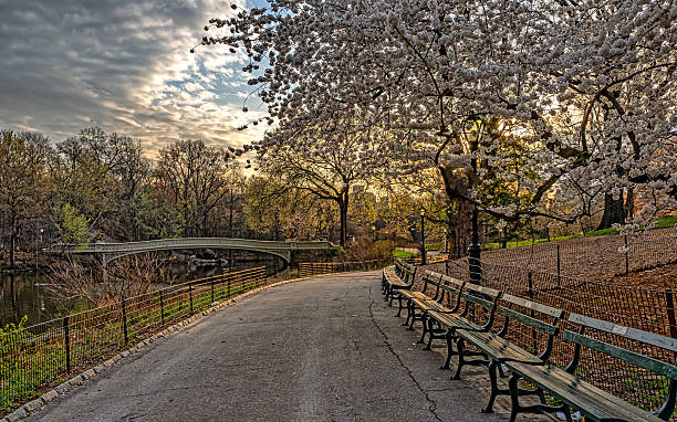 Springtime Bow Bridge 630+ Bow Bridge In Spring Stock Photos, Pictures & Royalty-Free Images ...