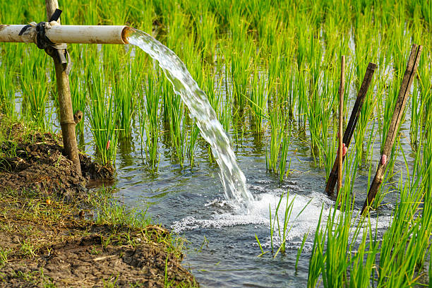 istock Irrigation of rice fields using pump wells with the technique of pumping water from the ground to flow into the rice fields. The pumping station where water is pumped from a irrigation canal system. 2214827896