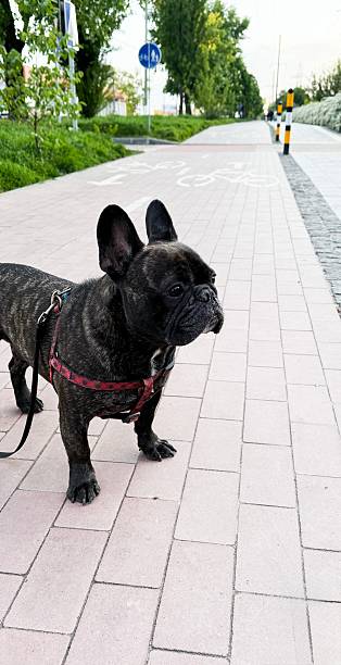 istock French Bulldog on Leash Walking on Urban Path at Sunset 2214828539