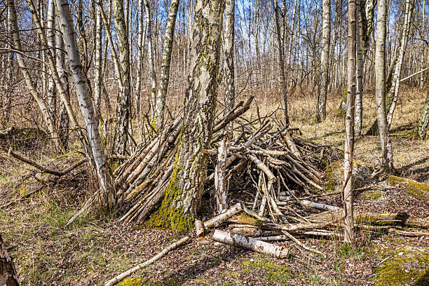 A rustic forest hideaway built by children using branches and natural materials, nestled among tall trees. This simple, playful shelter reflects youthful creativity and an adventurous spirit, as young builders craft a temporary refuge in the wilderness. The surrounding forest provides a tranquil backdrop, emphasizing the connection between childhood imagination and nature. Ideal for themes of outdoor exploration, childhood play, and natural discovery. The picture is taken in a forest outside the Danish capital Copenhagen
