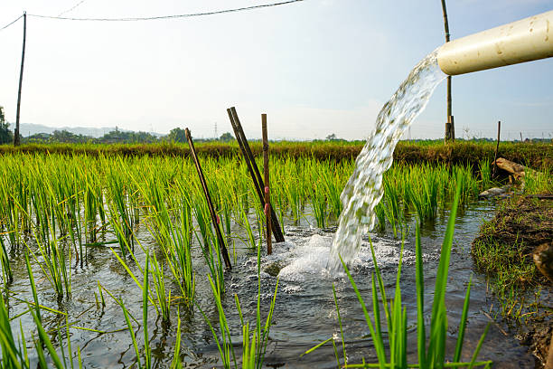 istock Irrigation of rice fields using pump wells with the technique of pumping water from the ground to flow into the rice fields. The pumping station where water is pumped from a irrigation canal system. 2214829100