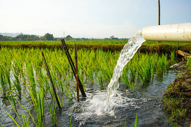 istock Irrigation of rice fields using pump wells with the technique of pumping water from the ground to flow into the rice fields. The pumping station where water is pumped from a irrigation canal system. 2214829150