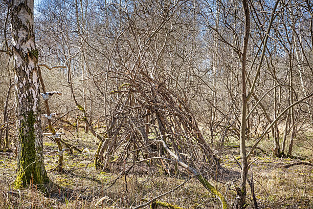 A rustic forest hideaway built by children using branches and natural materials, nestled among tall trees. This simple, playful shelter reflects youthful creativity and an adventurous spirit, as young builders craft a temporary refuge in the wilderness. The surrounding forest provides a tranquil backdrop, emphasizing the connection between childhood imagination and nature. Ideal for themes of outdoor exploration, childhood play, and natural discovery. The picture is taken in a forest outside the Danish capital Copenhagen