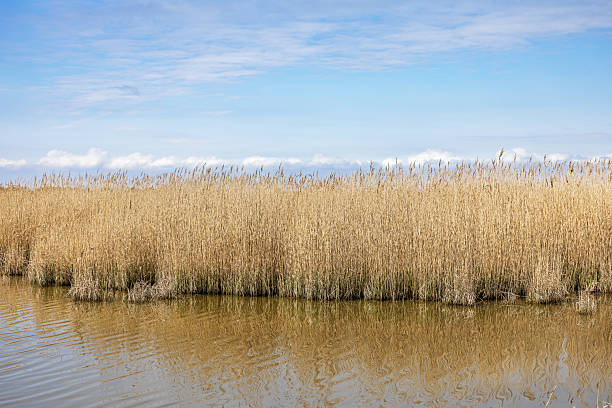 A serene coastal wetland in early spring, featuring tall reeds swaying gently along the water’s edge. The still water reflects the soft hues of the season, while fresh vegetation begins to emerge, marking nature’s transition from winter. This tranquil landscape highlights the ecological importance of wetland habitats, providing shelter for birds and aquatic life. Ideal for themes of biodiversity, environmental conservation, and seasonal renewal. The picture is taken at the south end of Amager, a large island which is a large part of the Danish capital Copenhagen.