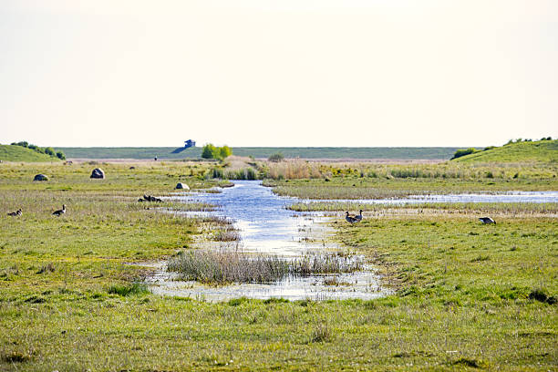 A serene lake stretches across a flat landscape, reflecting the soft hues of early spring. Gentle ripples disturb the otherwise still water, while sparse vegetation begins to emerge along the shoreline. The open horizon enhances the sense of calm and vastness, highlighting the seasonal transition. Ideal for themes of nature’s renewal, minimalistic landscapes, and peaceful outdoor scenery. The picture is taken at Kalvebod Commons - Kalvebod Fælled which is a large area with fields and forests less than 20 minutes from the center of Copenhagen.