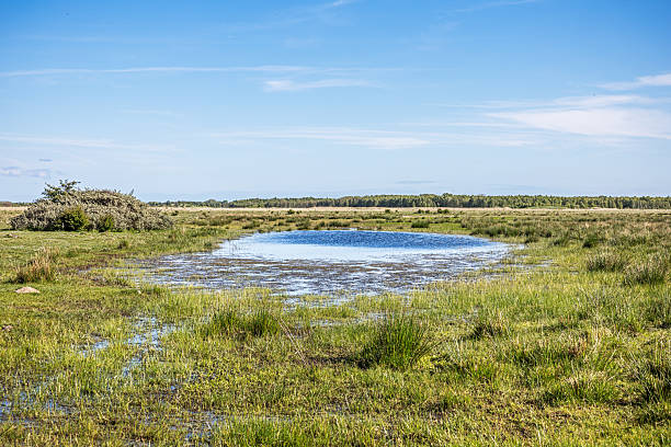 A serene lake stretches across a flat landscape, reflecting the soft hues of early spring. Gentle ripples disturb the otherwise still water, while sparse vegetation begins to emerge along the shoreline. The open horizon enhances the sense of calm and vastness, highlighting the seasonal transition. Ideal for themes of nature’s renewal, minimalistic landscapes, and peaceful outdoor scenery. The picture is taken at Kalvebod Commons - Kalvebod Fælled which is a large area with fields and forests less than 20 minutes from the center of Copenhagen.