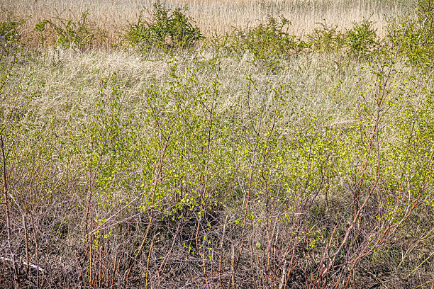 A peaceful early spring landscape featuring young birch trees with slender white trunks and dry reeds swaying in the breeze. The forest floor is covered with fallen leaves, while hints of fresh growth signal the seasonal transition. Sunlight filters through the branches, casting soft shadows and highlighting the contrast between the bare trees and the golden-brown reeds. Ideal for themes of nature's renewal, biodiversity, and tranquil woodland scenery. The picture is taken at Kalvebod Commons - Kalvebod Fælled which is a large area with fields and forests less than 20 minutes from the center of Copenhagen.