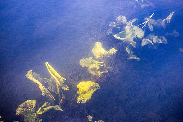 A serene underwater view of fresh water lily (Nymphaea) leaves gently floating beneath the surface of a tranquil lake in a park. The submerged green foliage hints at the seasonal renewal, as aquatic plants begin their spring growth cycle. Soft ripples in the water create a delicate interplay of light and shadow, enhancing the natural beauty of this peaceful setting. Ideal for themes of aquatic ecosystems, seasonal transitions, and botanical life. The picture is taken in Østre Anlæg, a public park in the center of Copenhagen.