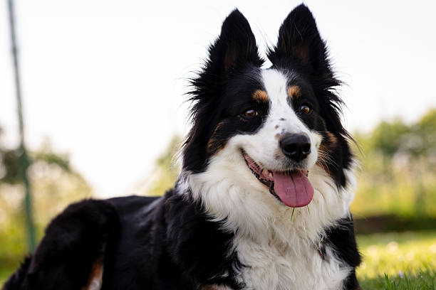 istock Happy Border Collie Playing Outdoors on a Sunny Day 2214830199