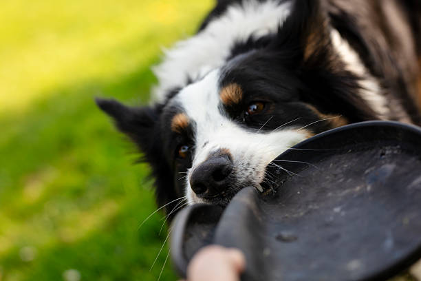 istock Happy Border Collie Playing Outdoors on a Sunny Day 2214830203