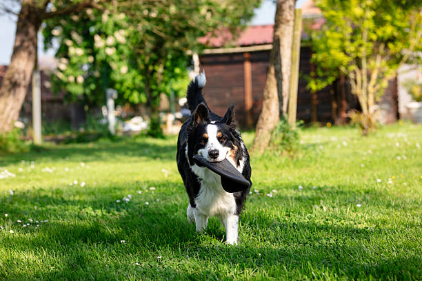 Energetic and joyful Border Collie enjoying a sunny day in the garden. The playful dog is captured in various moments: lying in the grass, running with a toy in its mouth, and playing tug-of-war. These natural lifestyle portraits highlight the breed’s intelligence, enthusiasm, and charm in a vibrant green outdoor setting.