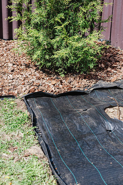 istock Mulching the soil with agrotextile to protect against weeds 2214830573