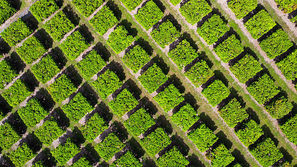 istock A mango farm in Australia, Queensland, seen from above 2214830716