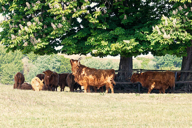 istock A herd of Highland cattle relaxes under a large blooming chestnut tree on a sunny spring day. 2214831337