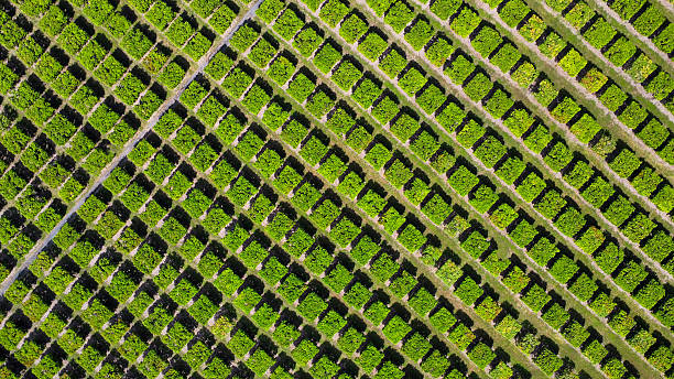 istock A mango farm in Australia, Queensland, seen from above 2214831604