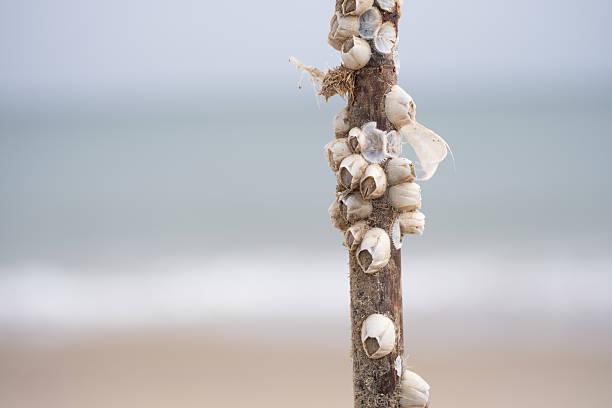 A vertical closeup of a weathered stick encrusted with small sea barnacles, standing upright against a softly blurred seascape. This image showcases the beauty of marine textures, natural decay, and coastal life. Perfect for use in marine biology articles, educational content, nature blogs, eco-themed projects, or minimalist art compositions