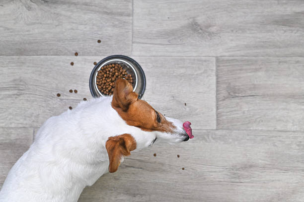 istock Jack Russell eats dog food 2214833405