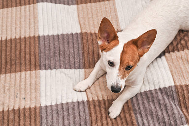 istock A beautiful Jack Russell dog is lying on the couch 2214833409