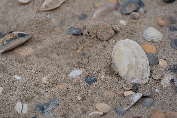 istock Variety of seashells on sand close up 2214833953