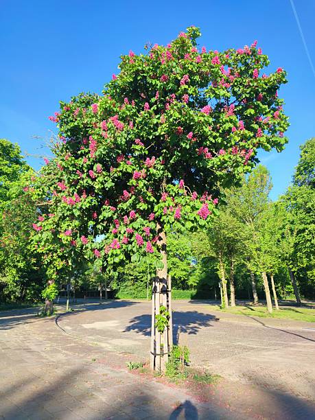 Chestnut tree (Aesculus hippocastanum or horse chestnut) with beautiful red-pink blossoms.