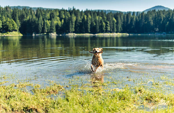 Two dogs swimming after floating toy in Zaovine Lake, Serbia. German Shepherd in the distance and an Australian Shepherd in the foreground. Happy dogs outside in summer time