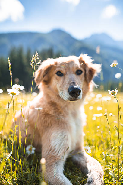 istock golden retriever portrait on the meadow 2214834721