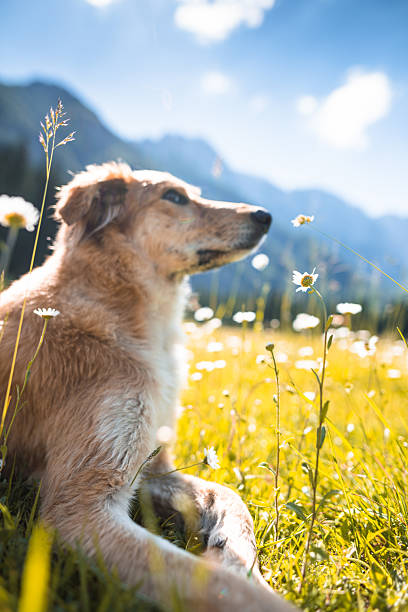 istock golden retriever portrait on the meadow 2214834768