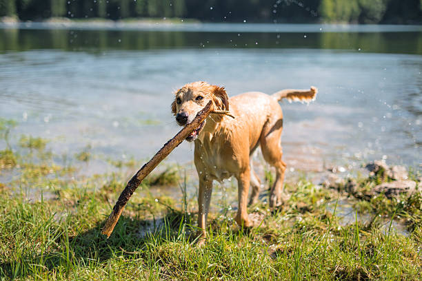 dog portrait