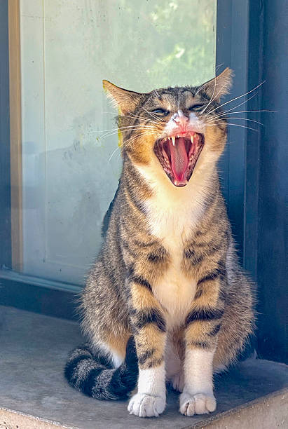 Stray cat is yawning in front of window
