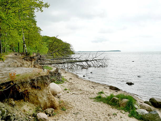 Fresh coastal break at Greifswald Bodden. Fallen trees lie in the water. A sign of erosion and climate impact.