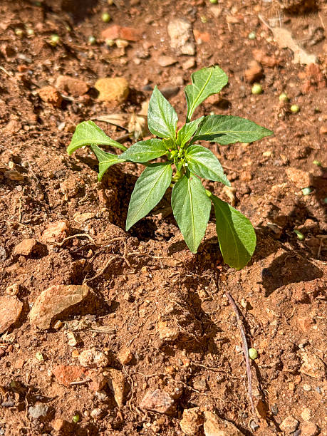 istock New Pepper plant on garden 2214838304