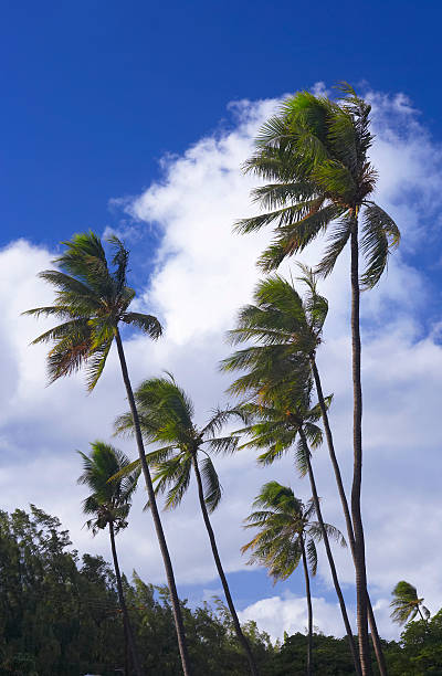 A beautiful scene featuring tall palm trees swaying gently under a vibrant blue sky scattered with fluffy white clouds. The verdant foliage offers a serene tropical atmosphere, perfect for invoking calm and relaxation.