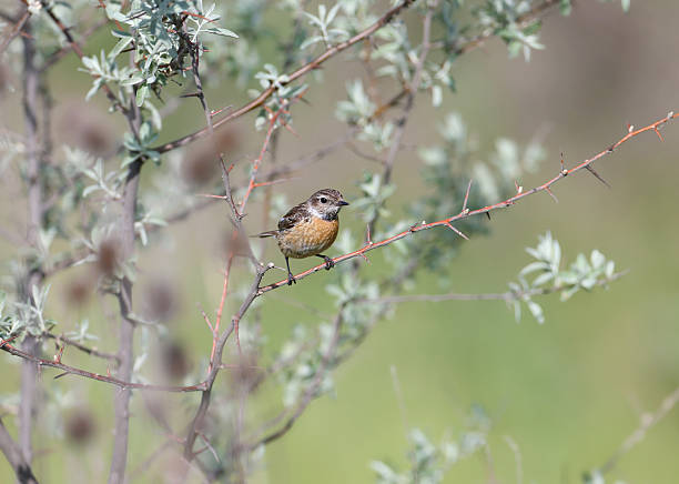 istock A female European stonechat 2214839316