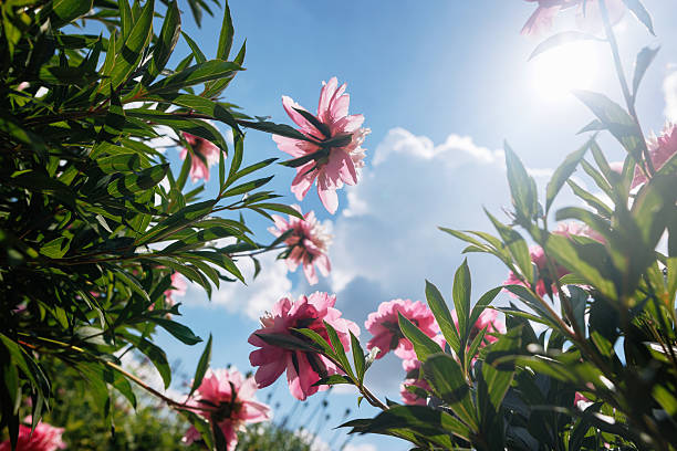 istock Observing pink flowers under a blue sky with fluffy clouds, selective focus 2214840473