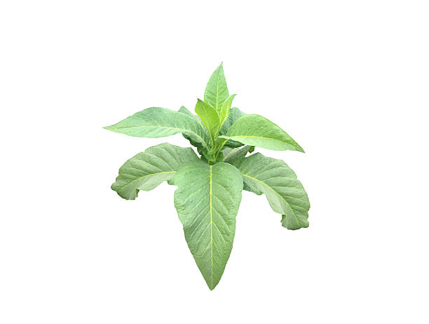 istock Tobacco plants 2214841256