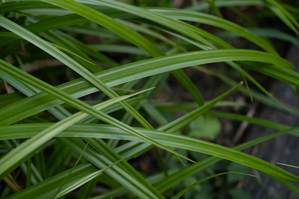 istock Fresh green grass closeup background 2214841778