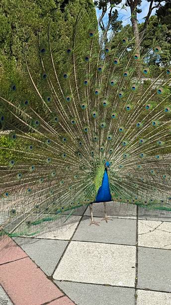 istock peacock in madrid city park 2214841996