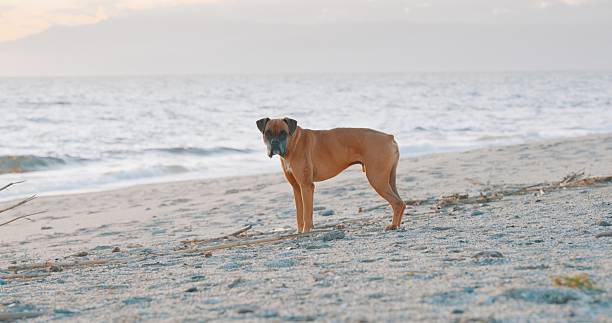 Brown boxer dog standing still on a sandy beach at sunset, soaking in the tranquil atmosphere and enjoying the peaceful evening light