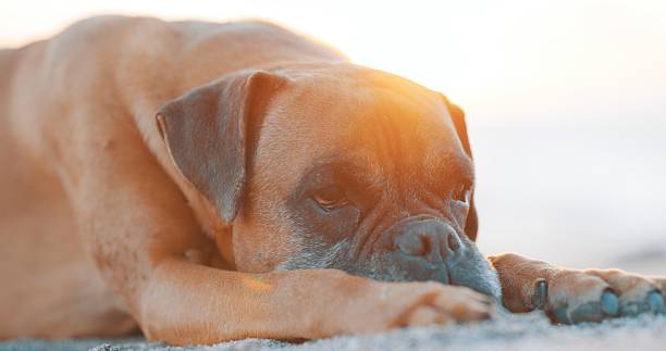 Boxer dog resting its head on warm sand at the beach during sunset, soaking in the serene light and enjoying a peaceful moment