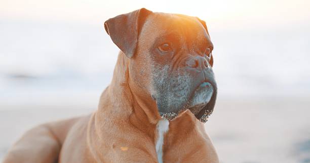 istock Boxer dog relaxing on beach at sunset 2214843604