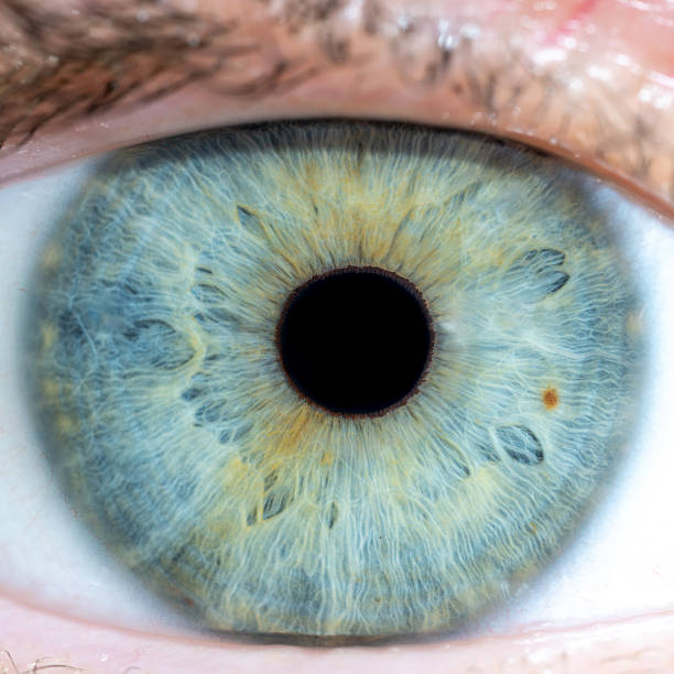 istock Macrophotography of female eye with green blue coloured relaxed iris. Structural and anatomical details of human eye. 2214845149