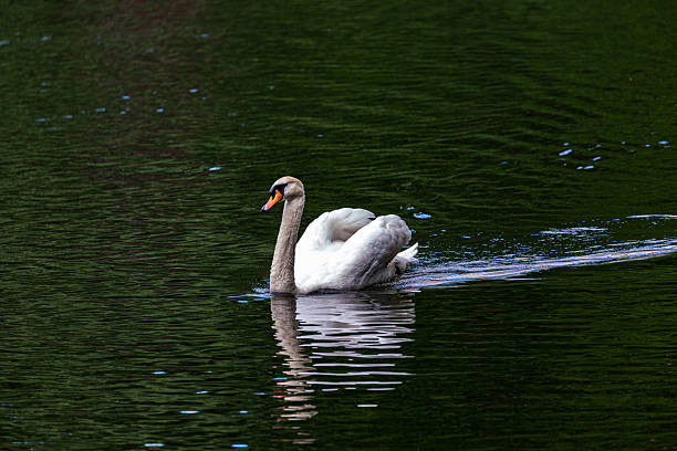 istock White mute swan swimming in lake 2214846300