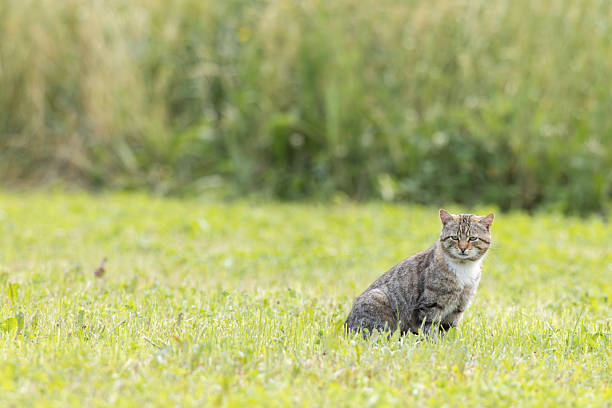 European cat sitting in the grass in a sunny day in Haczow, Poland