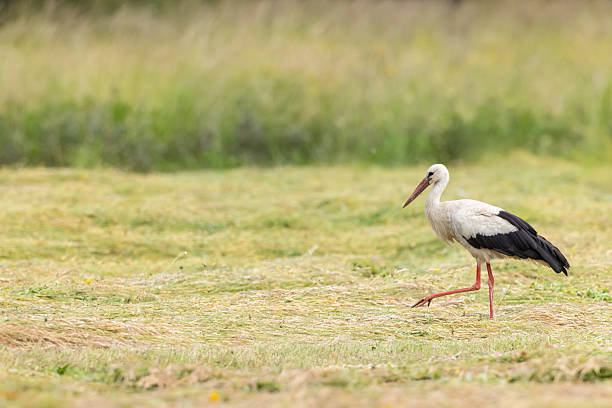 istock White stork walking on a mowed meadow in Poland 2214846937
