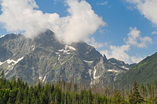 istock Coniferous forest stretches toward rocky mountains under vast blue sky. Natures untouched beauty with white clouds completing 2214847274